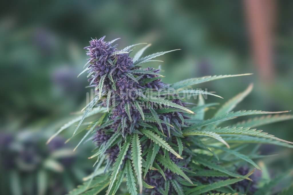 Purple marijuana