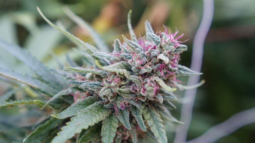 Pink Frosty Cannabis Cola