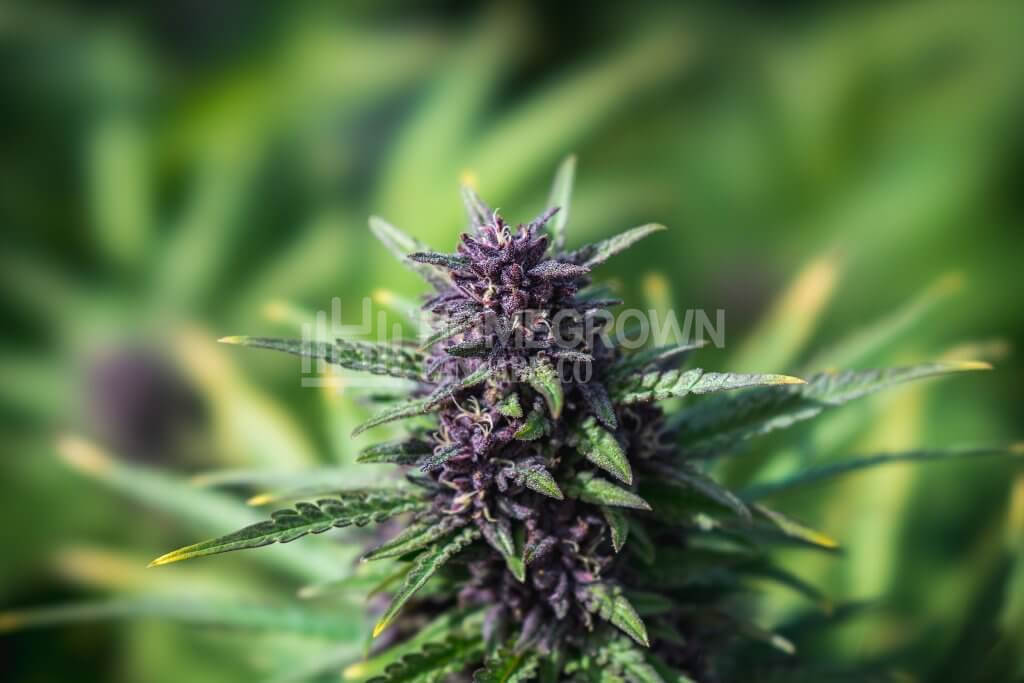 Purple weed strains