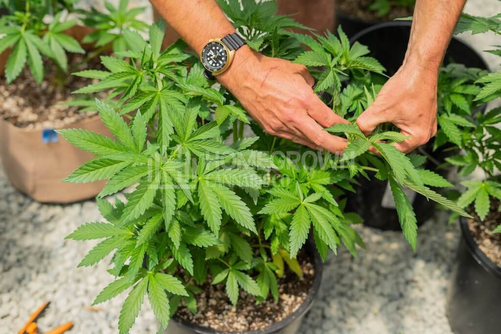 Topping marijuana plant