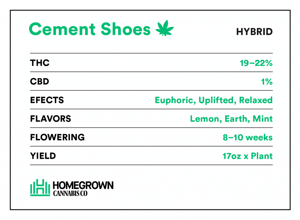 Cement Shoes strain information