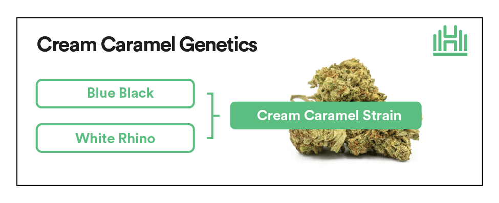 Cream Caramel Genetics
