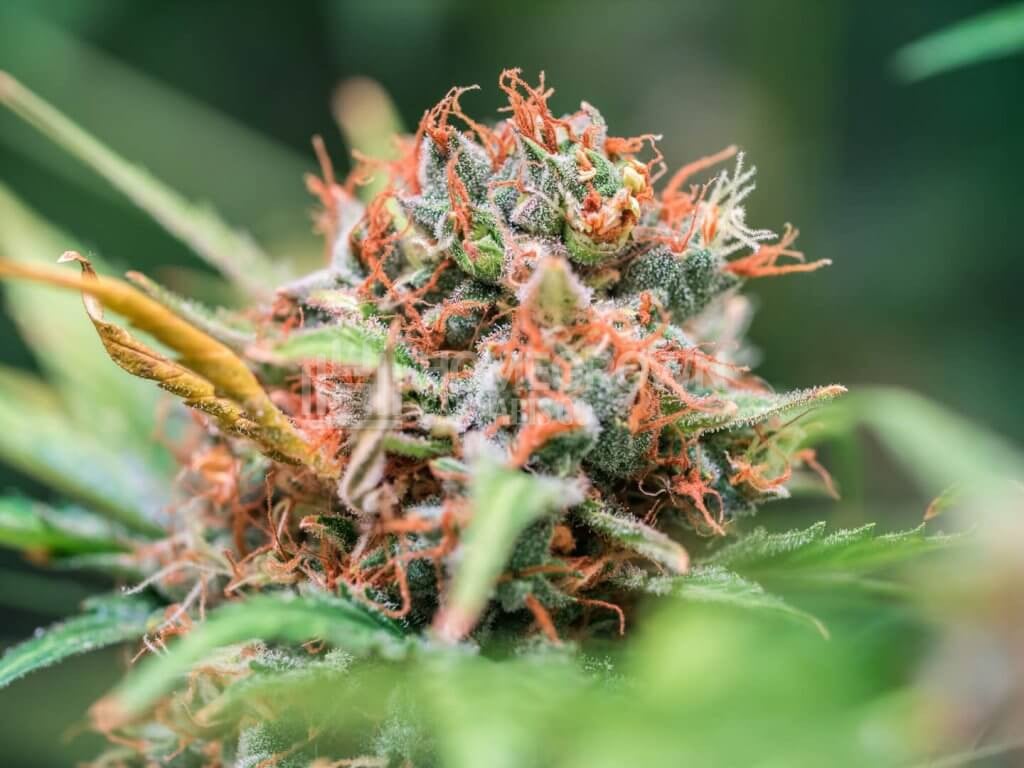 Healthy cannabis flowering