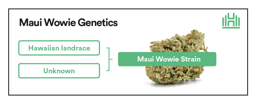 Maui Wowie genetics