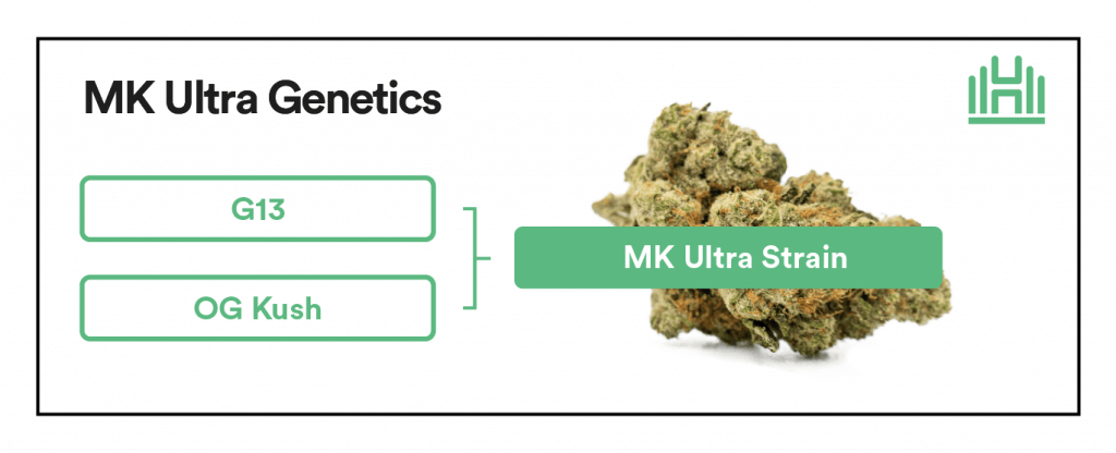 MK Ultra strain genetics