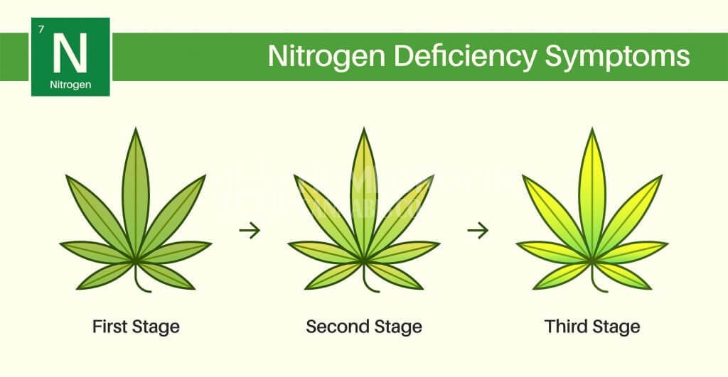 Nitrogen deficiency in cannabis