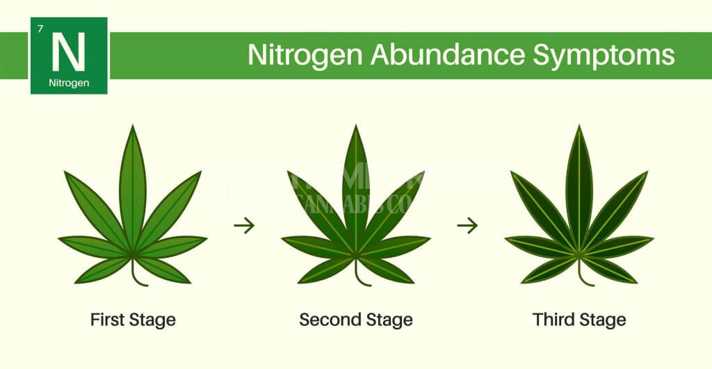 Cannabis nitrogen toxicity