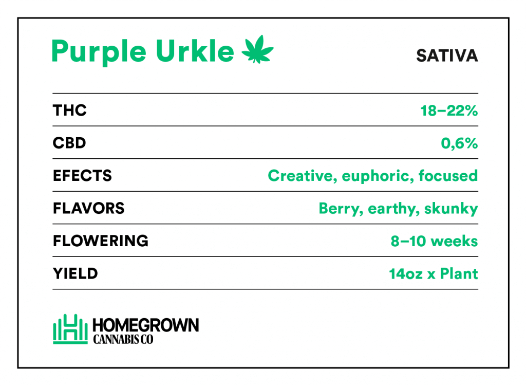 Purple Urkle strain information
