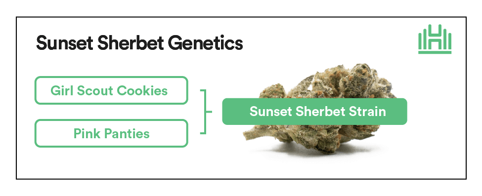 Sunset Sherbet genetics