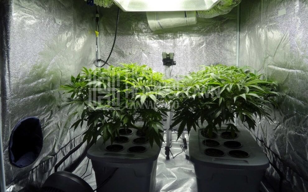Hydroponic cannabis plants