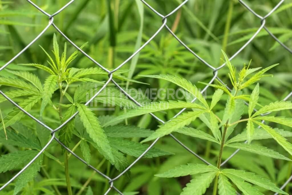 Fenced off cannabis
