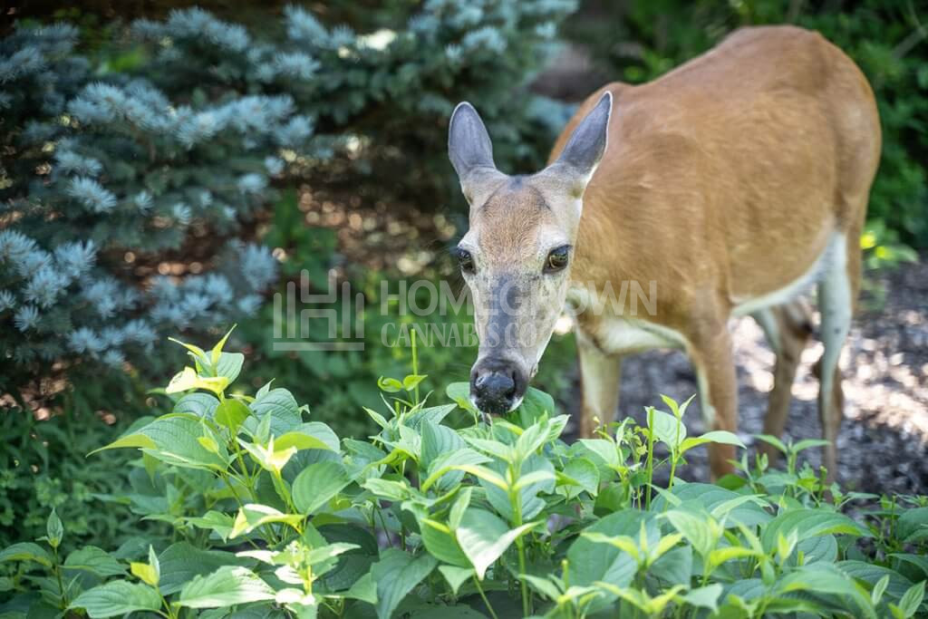 Deer invading a garden