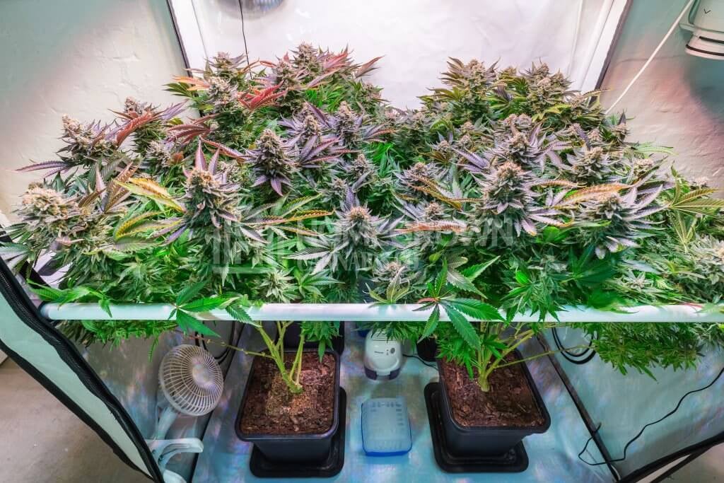Flowering cannabis in a small grow tent