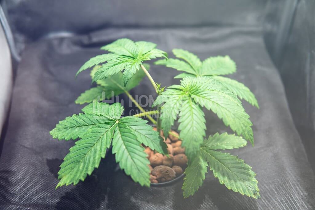 Hydroponic method of growing cannabis