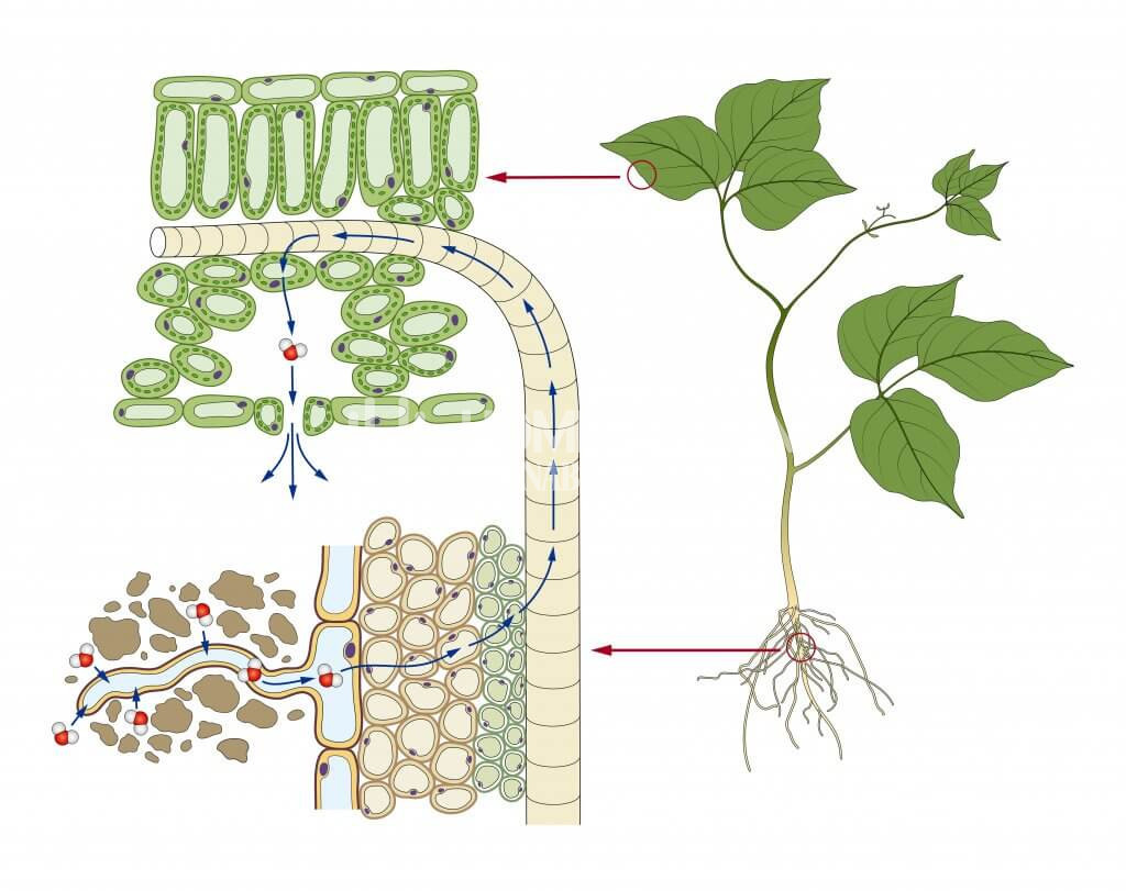 How osmosis in plants works