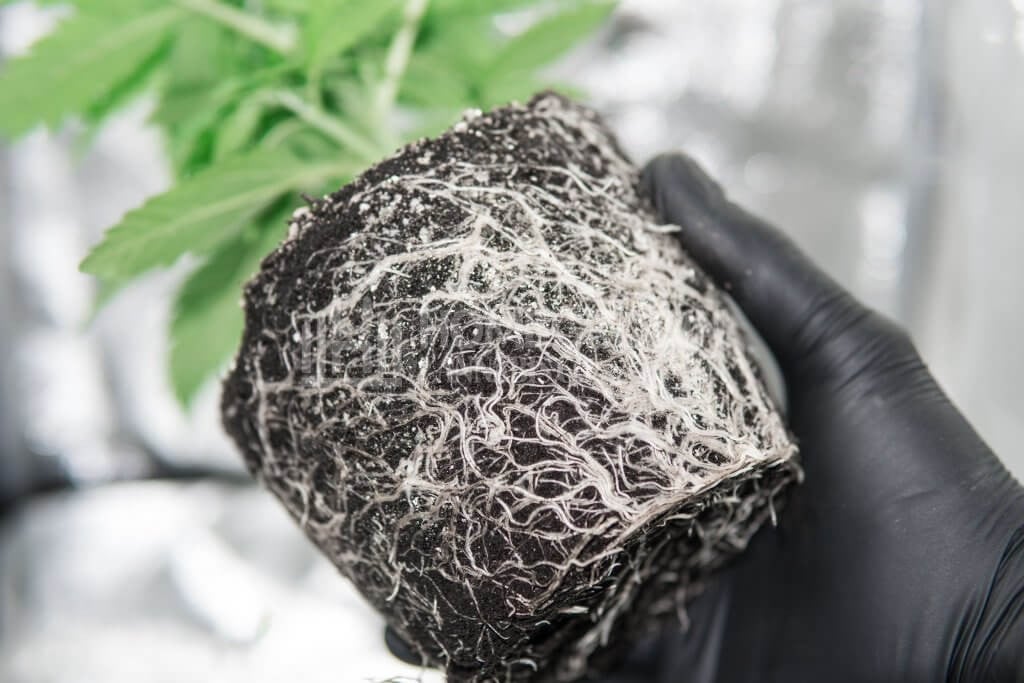Healthy cannabis root