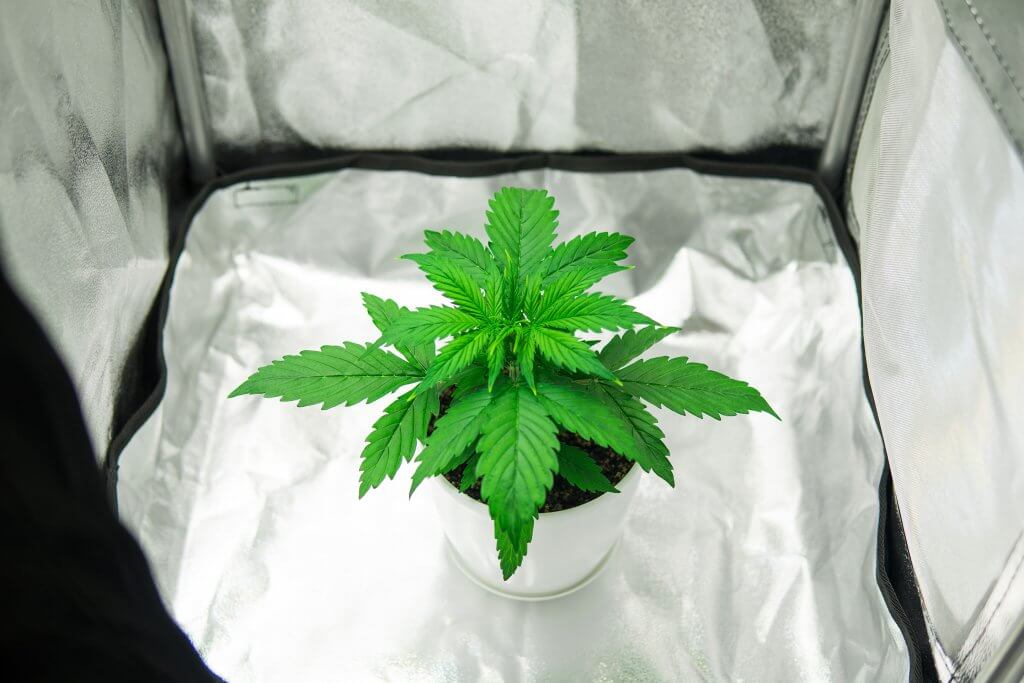 Marijuana in grow box / tent. Close up. Growing marijuana at home Indoor. Vegetation of Cannabis Growing. Cultivation growing under led light. Cannabis Plant Growing.