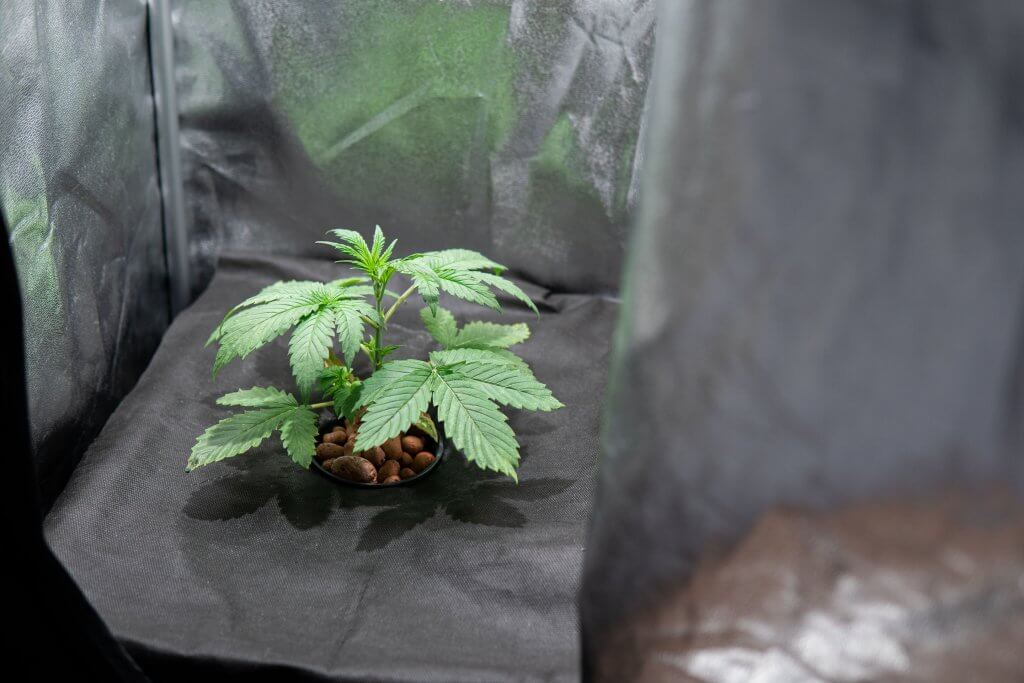 Cannabis plant in a hydroponic system with covered water
