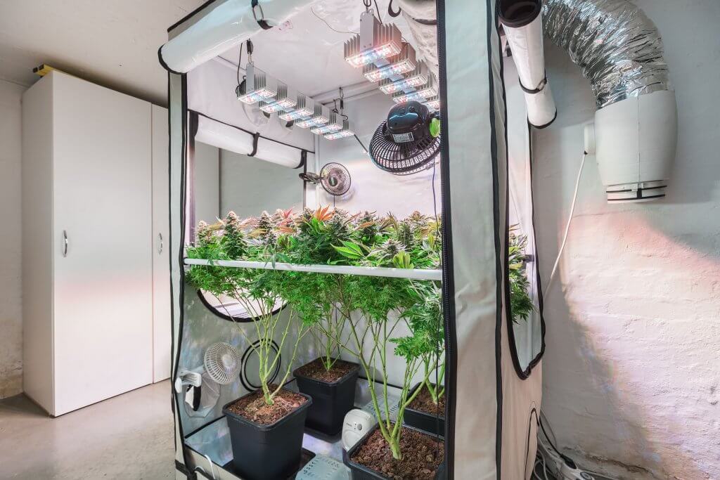 Shot of cannabis plants growing in a grow tent during flowerin