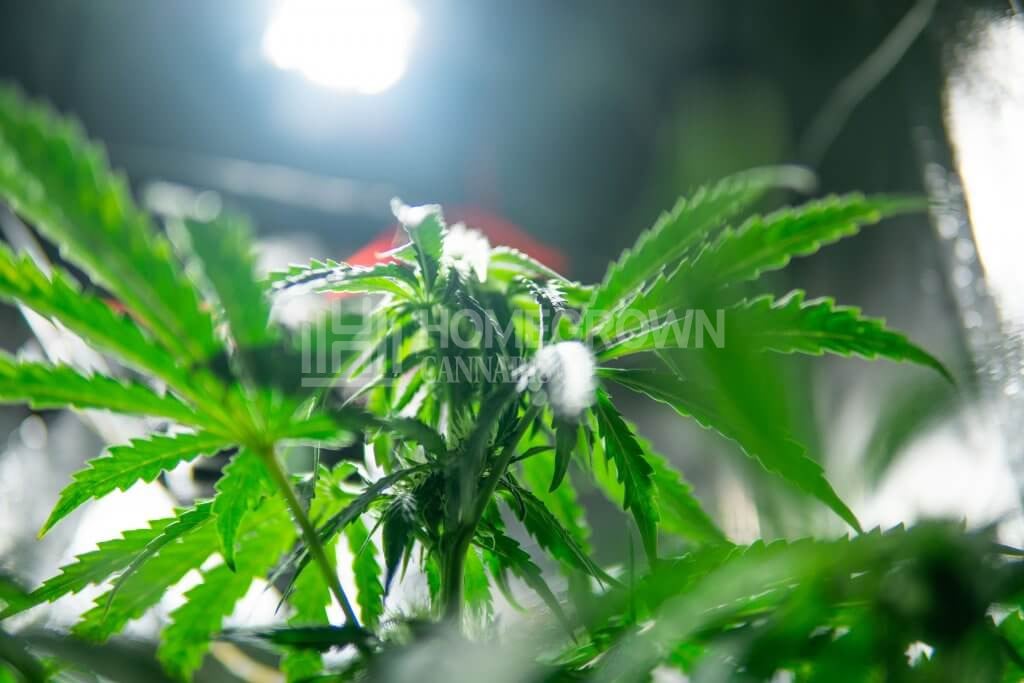 Vegging cannabis under light