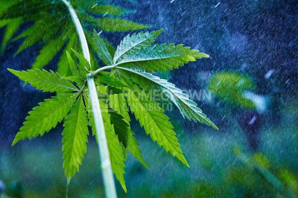 Weed in the rain