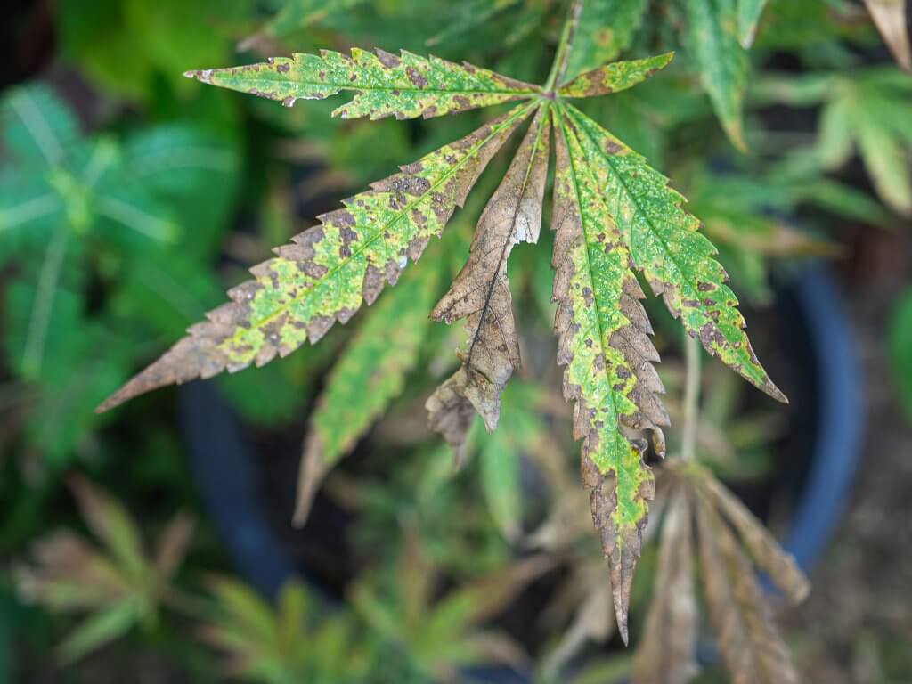 nutrient deficiency - Dying cannabis plant with incomplete marijuana leaves