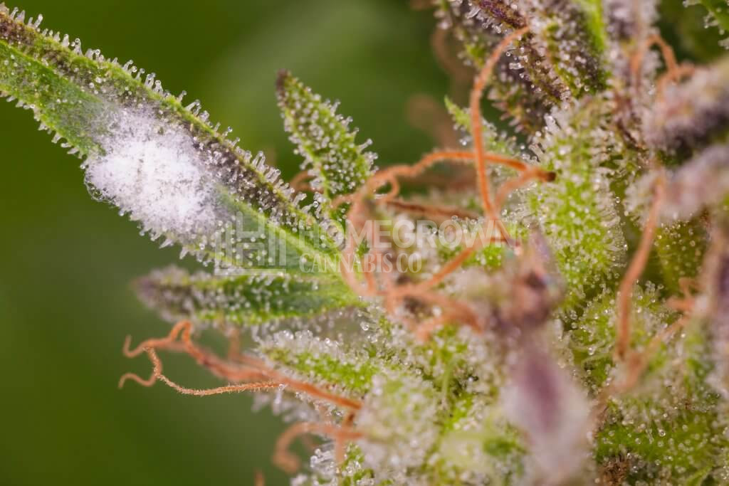 White mold on the cannabis plant