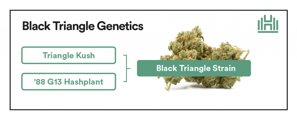 Black Triangle genetics