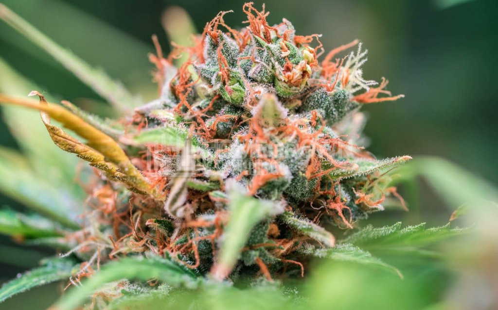 Healthy cannabis flowering