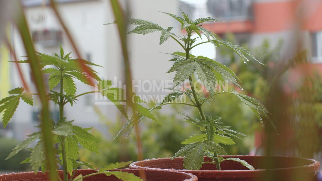 Balcony potted cannabis plants