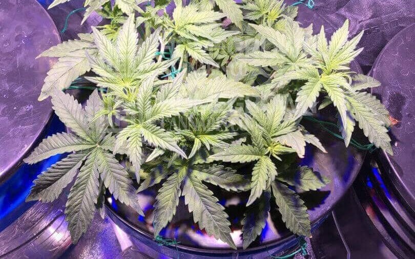 Hydroponic Cannabis in DWC Bucket