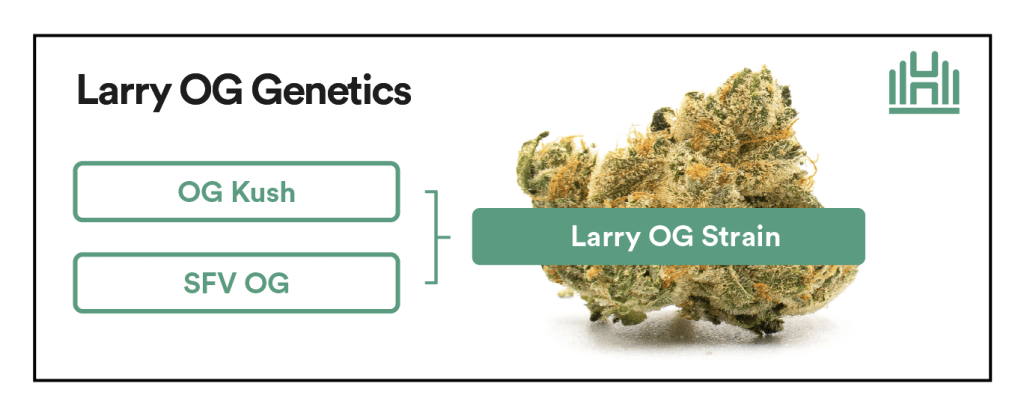Larry OG genetics