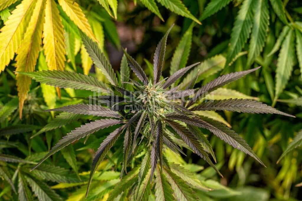 Discolored cannabis leaves
