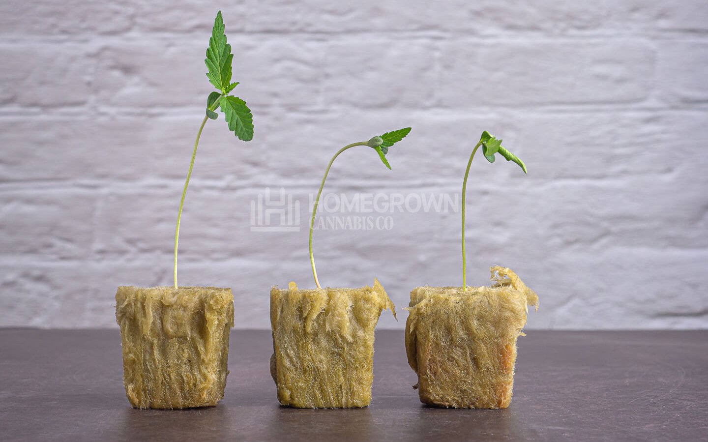 Growing marijuana seedlings in rock wool with the hydroponic system 