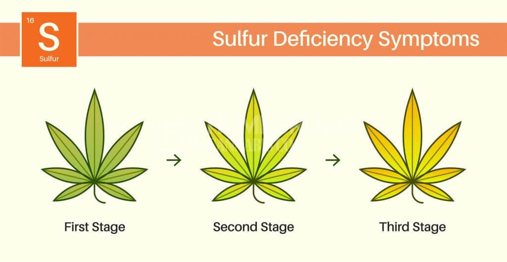 Sulfur deficiency symptoms