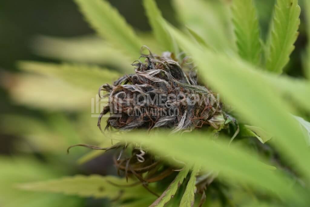 Cannabis bud affected by fusarium