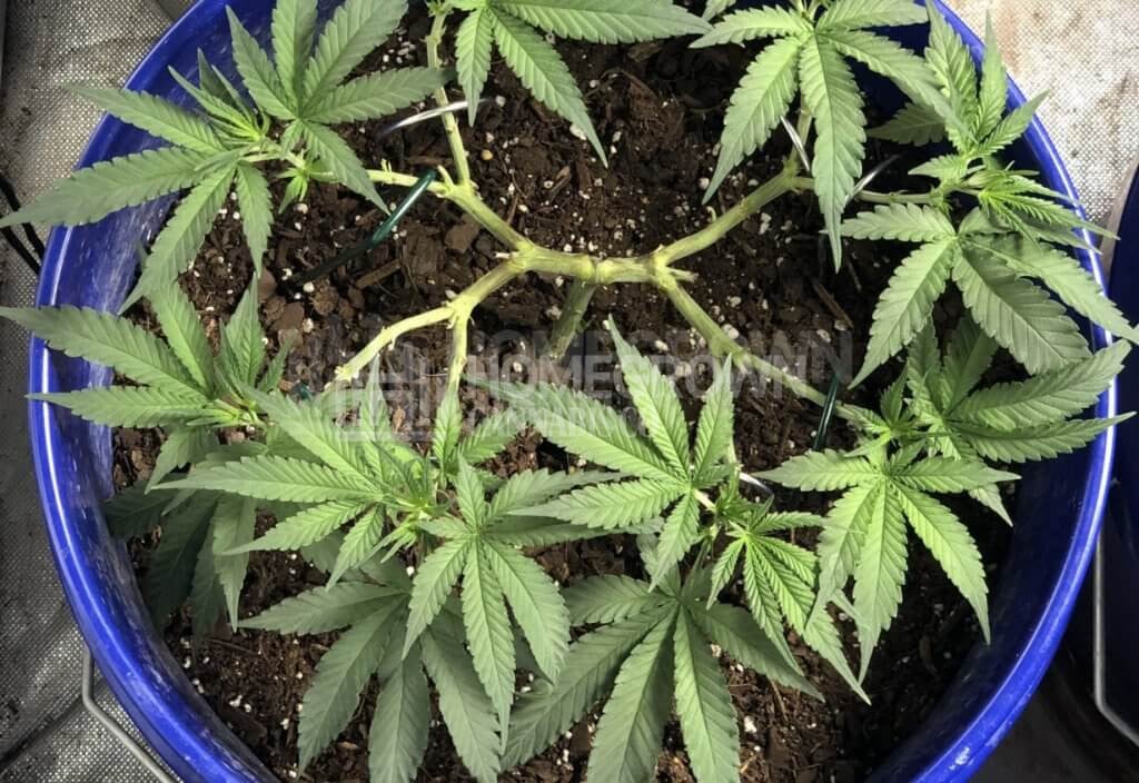 Cannabis plant with the mainlining technique