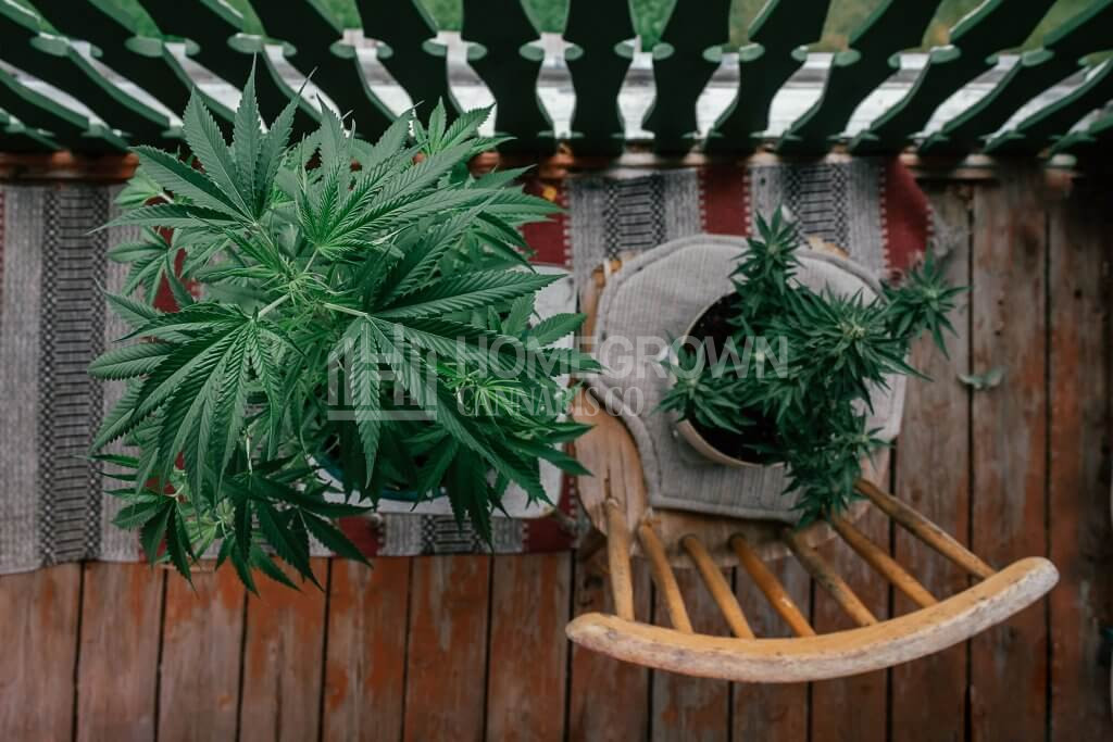 Cannabis plants on a balcony
