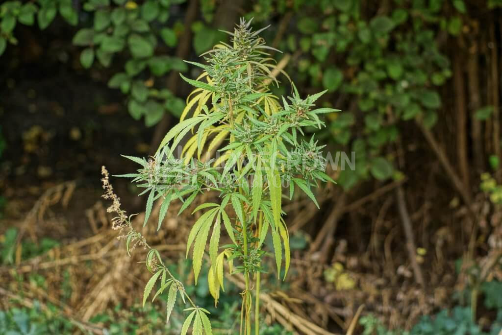 Marijuana plant dying of verticillium wilt