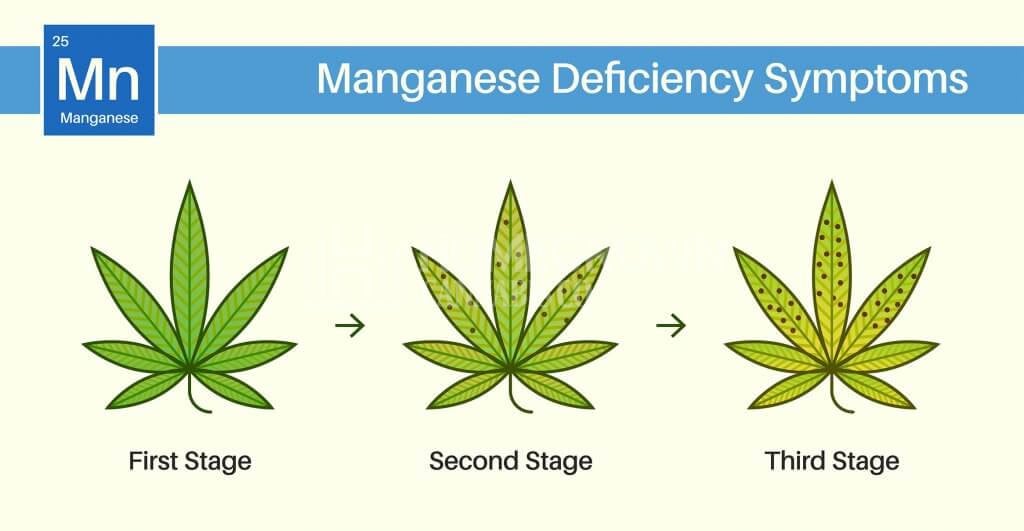 Weed manganese deficiency symptoms