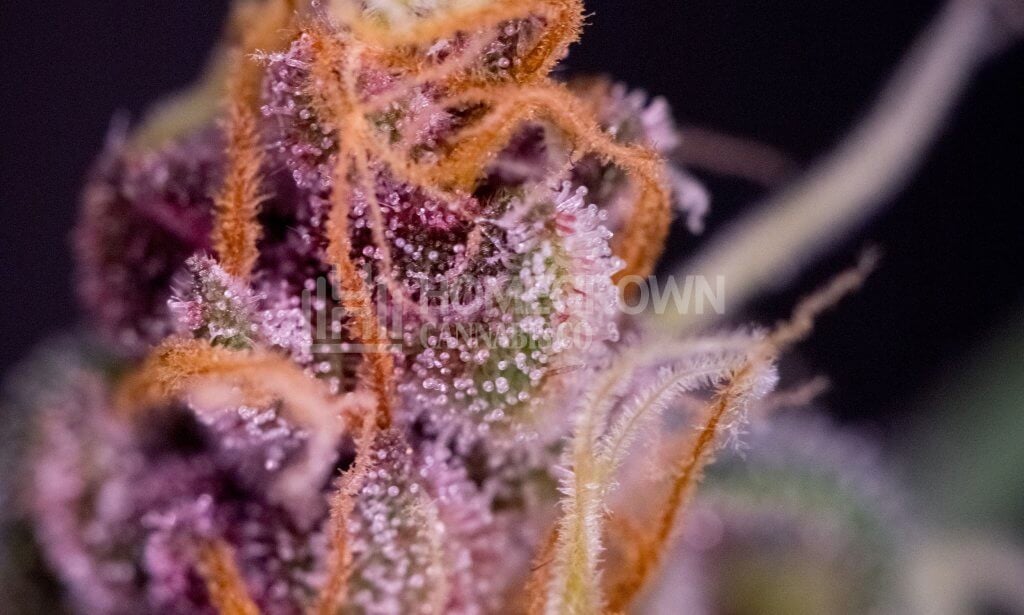 Pink trichomes