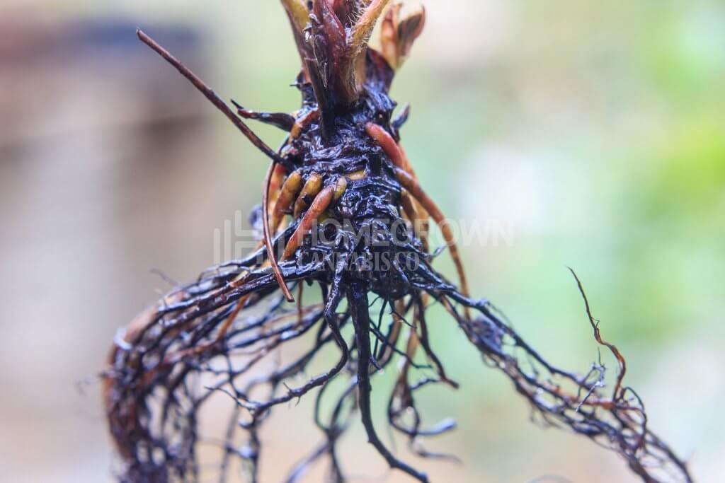 Plant root rot