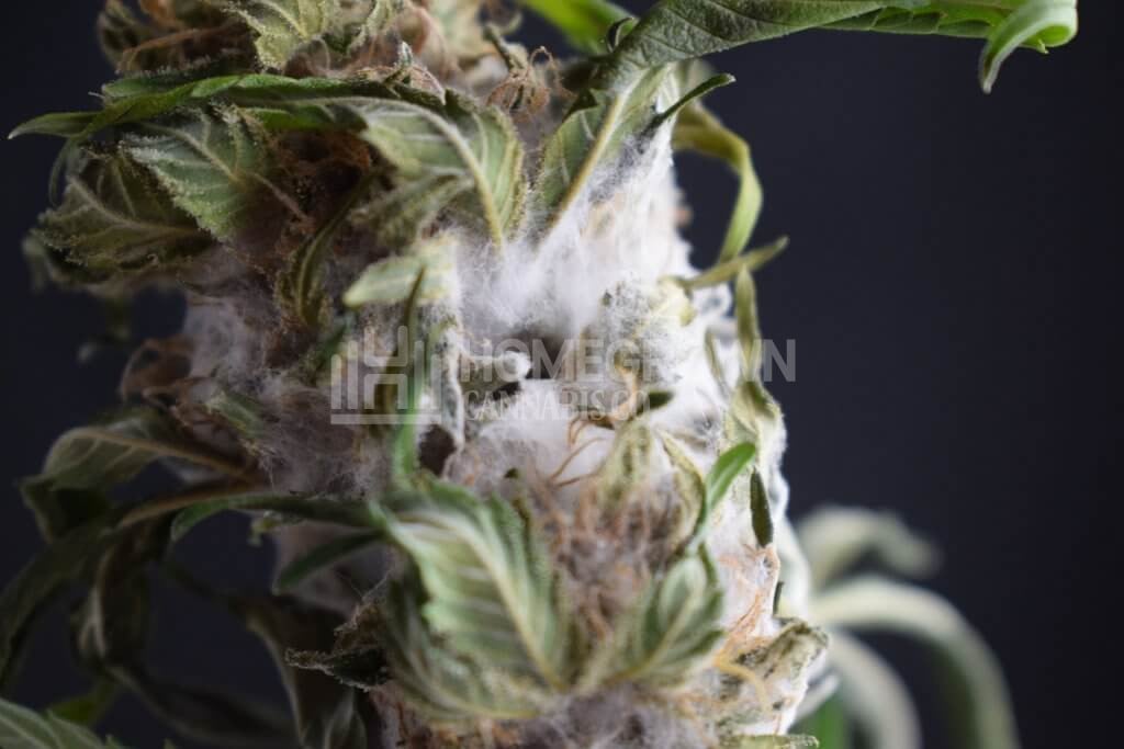 Weed with mold
