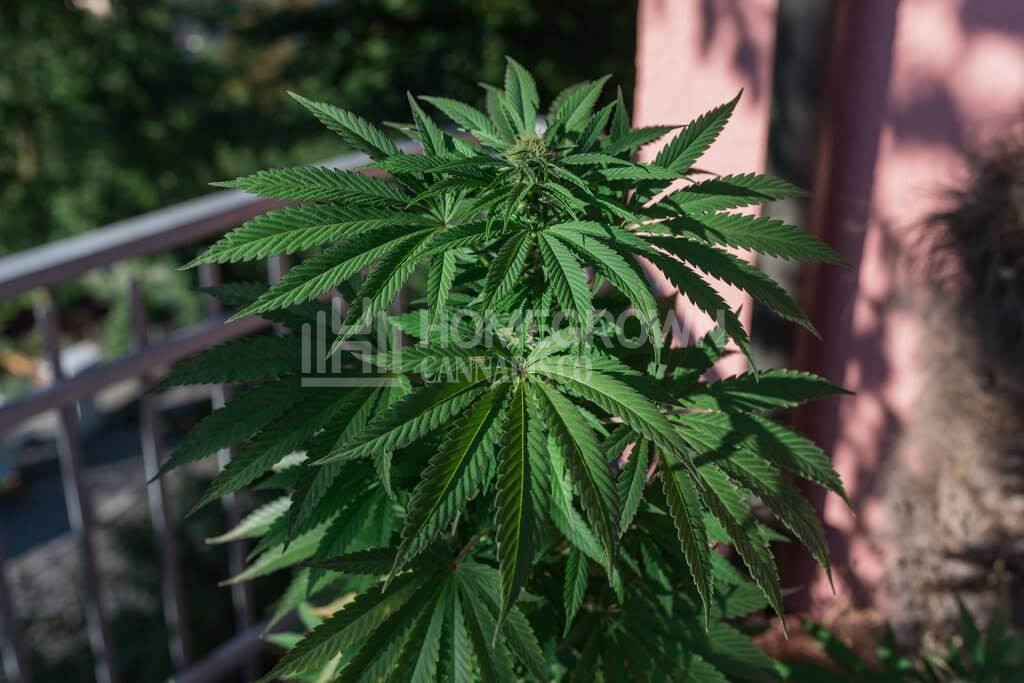 Marijuana potted on the balcony