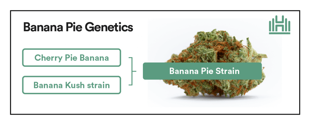 Banana Pie Strain Genetics