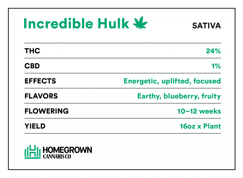 Incredible Hulk Strain Info THC, CBD lvl, effects, flowering, yeld