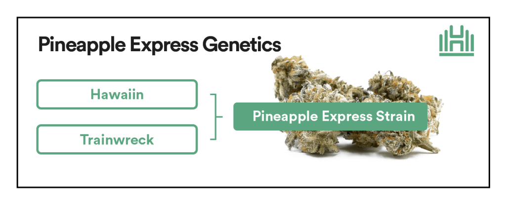 Pineapple Express Strain Genetics