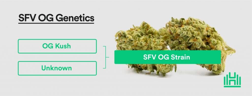 SFV OG Strain Genetics