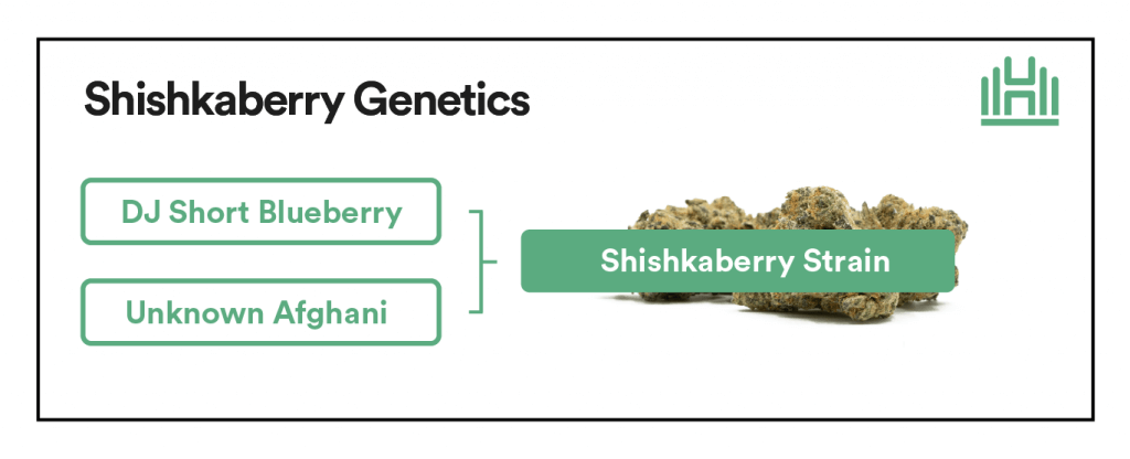 Shishkaberry Strain Genetics