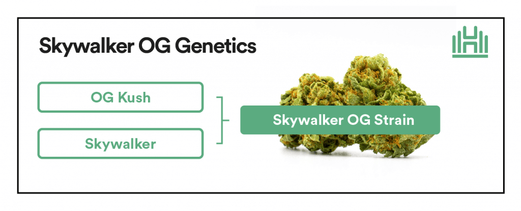 Skywalker OG Strain Genetics